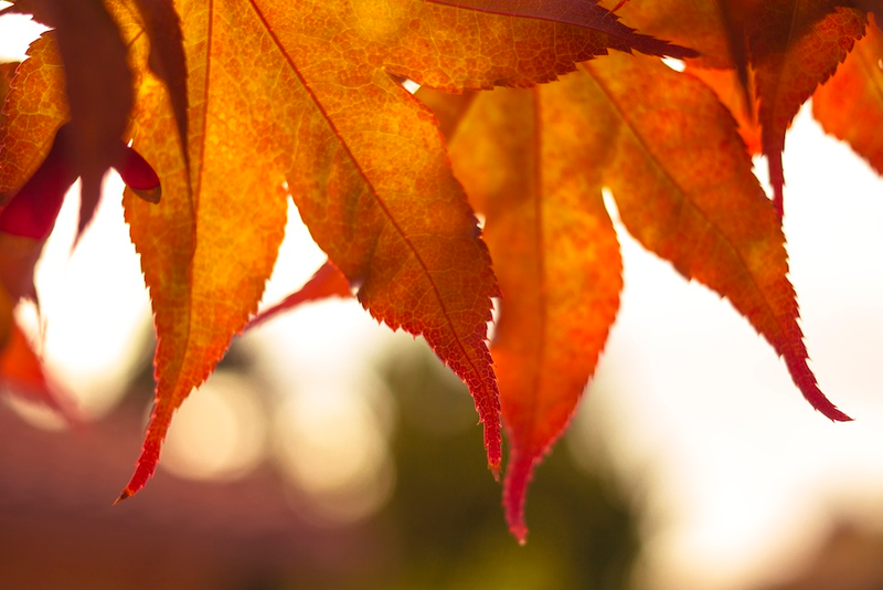 Illustration for article titled 40 Stunning Photos Of Fall Foliage